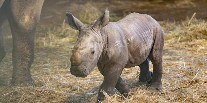 Breitmaulnashorn des Thüringer Zooparks Erfurt