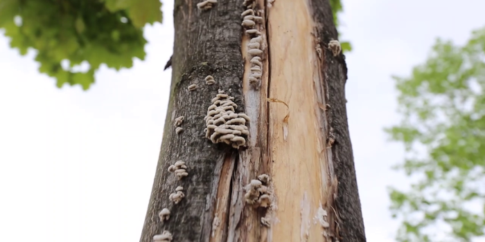Pflanzung Klimabäume im Südpark
