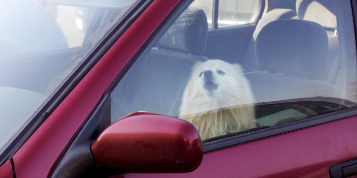 ein Hund sitzt bei geschlossenem Fenster in einem Auto