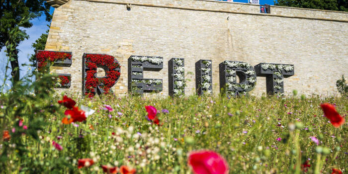 Wildblumen am Petersberg Erfurt.de