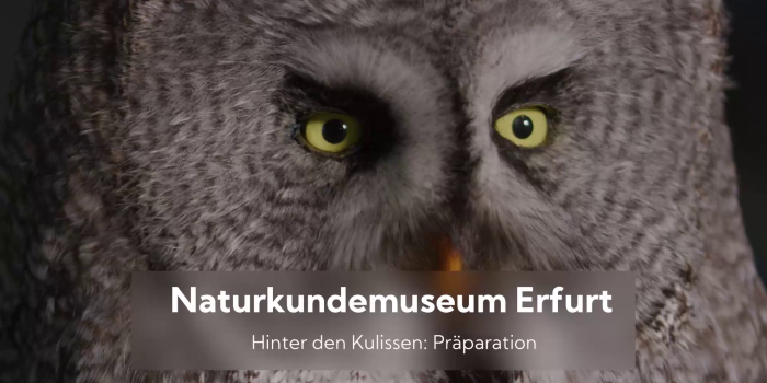 Einblicke: Naturkundemuseum Erfurt – Präparation