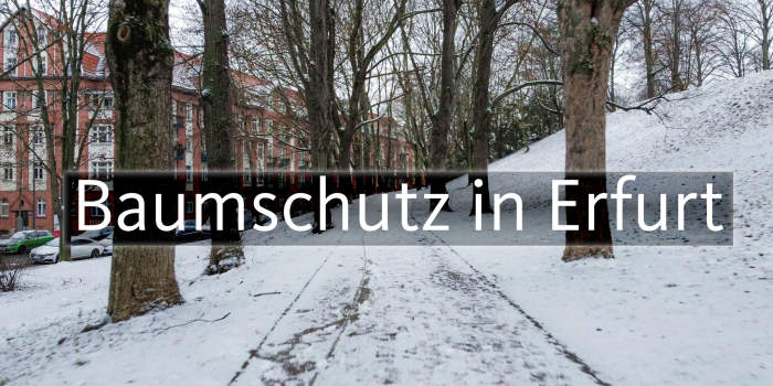 Interner Verweis: Mehr Baumschutz in Erfurt – Beteiligung erwünscht