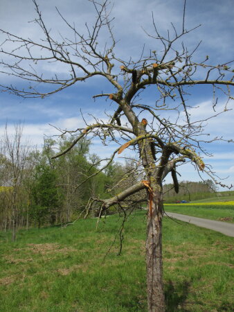 ein beschädigter Baum auf einer Wiese