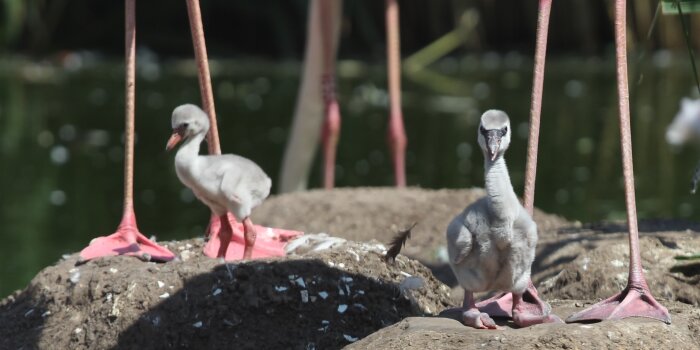 Zwei graue Flamingo-Küken stehen auf einem Stein.