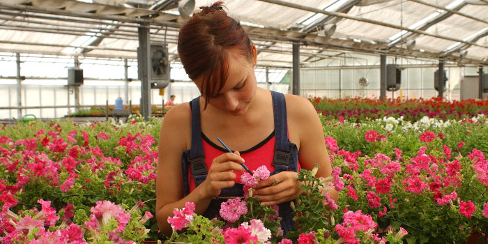 Interner Verweis: Gartenbau und Nahrungsgüterproduktion