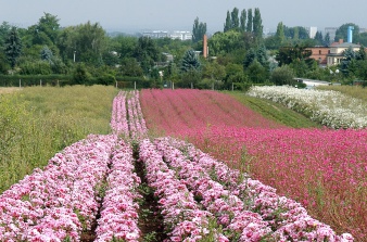 Lange Reihen rosaner und weißer Blumen