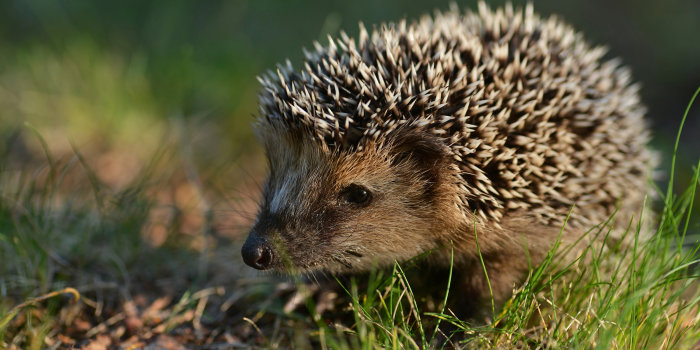 ein junger Igel im Gras