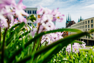 Blick durch Blumen im Frühjahr auf Mariendom und Severikirche von Maximilian-Welsch-Straße