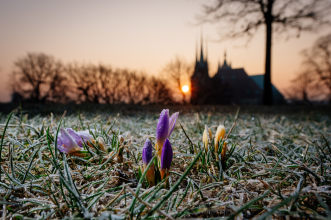 Krokusse wachsen bei Morgenfrost, im Hintergrund sind Dom und Severikirche bei Sonnenaufgang