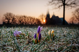 Frühblüher bei Sonnenaufgang vor Dom Krokusse wachsen bei Morgenfrost, im Hintergrund sind Dom und Severikirche bei Sonnenaufgang
