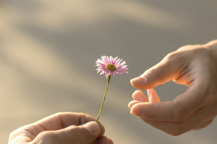Zwei Hände reichen einander eine Blume Zwei Hände reichen einander eine Blume