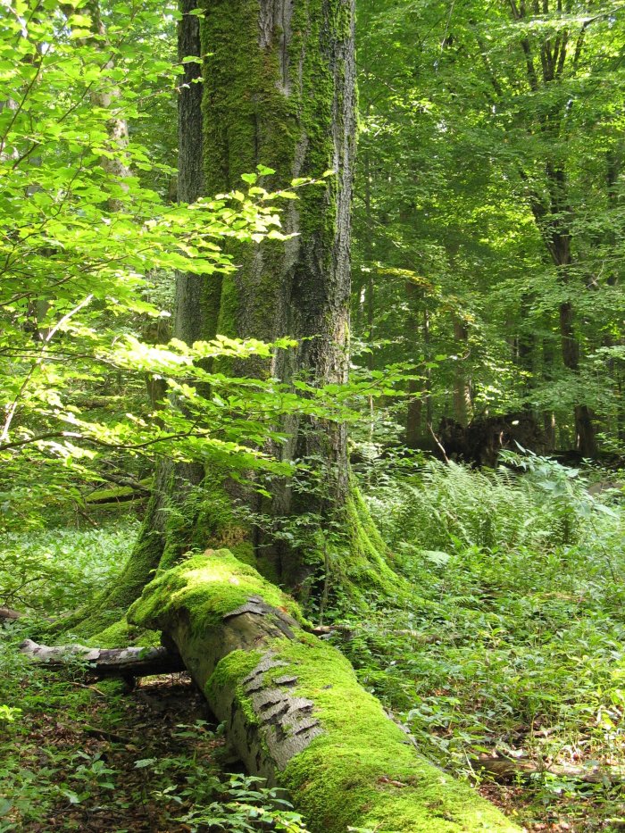 DickEin großer Baum steht in einem frühlingshaft grünen und sonnigen Wald. Im Vordergrund liegt ein weiterer Baumstamm auf der Erde, beide sind bemoost.