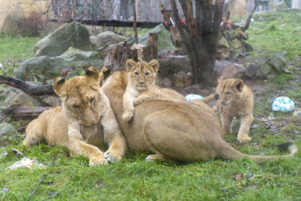 zwei große und zwei kleine Löwen in der Außenanlage des Thüringer Zooparks Erfurt