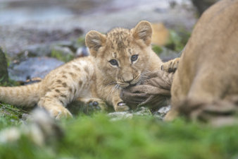 ein Löwenjunges in der Außenanlage des Thüringer Zooparks Erfurt