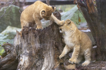 zwei Löwenjungen in der Außenanlage des Thüringer Zooparks