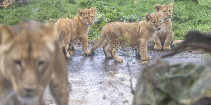 Foto: Löwennachwuchs im Dezember 2020 © Stadtverwaltung Erfurt drei Löwenjungen in der Außenanlage des Thüringer Zooparks Erfurt