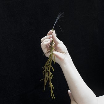 Foto: Nina Röder: aus der Serie Bath in Brilliant Green: Asthand, 2012 © Nina Röder Eine Hand hält einen Zweig
