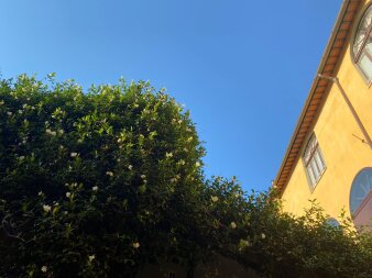 Blauer Himmel mit einem gelben Haus rechts, vorne links ein grüner blühender Baum
