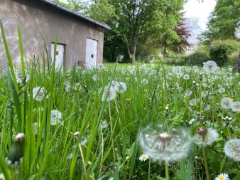 Wiese mit Pusteblumen. Im Hintergrund ein Haus.