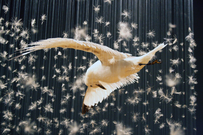 Fliegende weiße Taube umgeben von vielen einzelnen Federn.