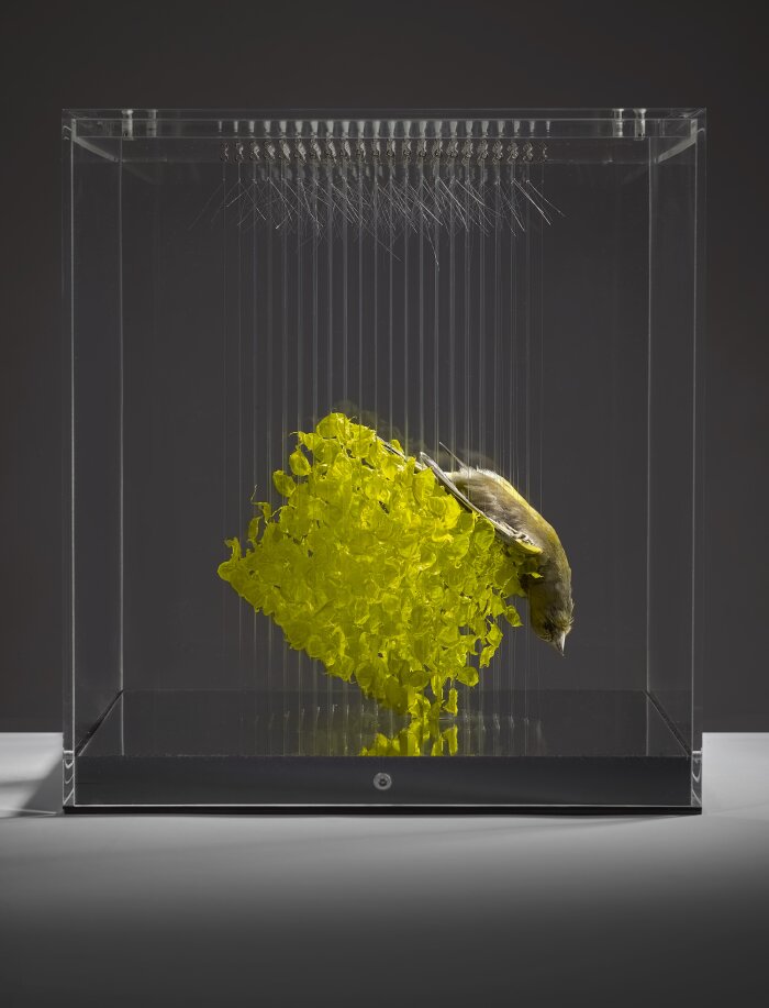 Claire Morgan, I couldn't get enough, 2021; ©Claire Morgan, Courtesy of Galerie Karsten Greve Köln Paris St. Moritz Kunstwerk mit Glaskasten, Plastikstücken und einem toten Vogel
