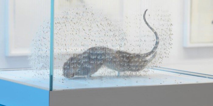 Foto: Installation von Claire Morgan in Ausstellung Reflecting Nature #1 © Falko Behr ein künstlerisches Exponat in einer Glasvitrine