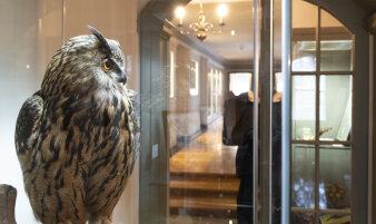 Eine ausgestopfte Eule links in einer Vitrine, rechts dahinter ein langer Gang