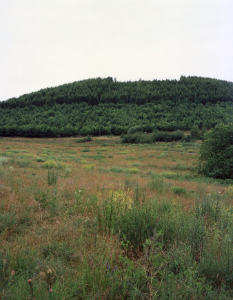 Farbfotografie von einer grünen, hügeligen Landschaft