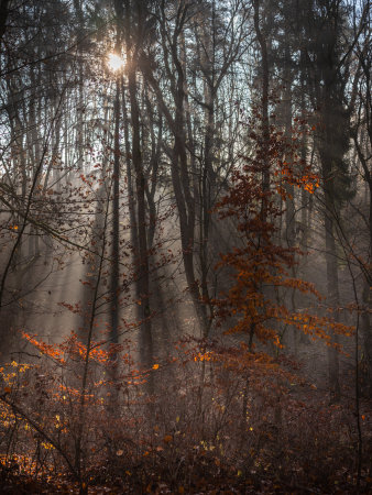 Foto eines Waldes, in den Licht fällt