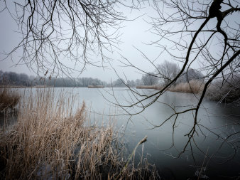 Foto eines Moores, eingerahmt von ins Bild ragenden Ästen