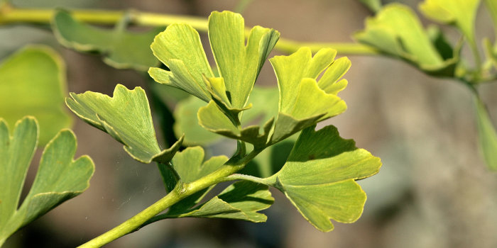 Zweig eines Ginkgobaumes