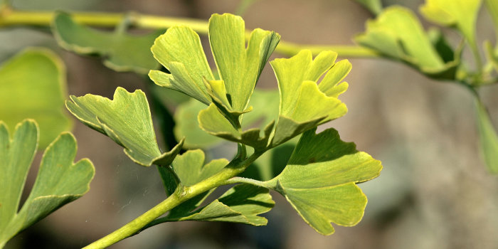 Foto: Ginkgoblätter © Luise / Pixelio Zweig eines Ginkgobaumes