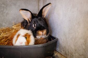 ein Kaninchen und ein Meerschweinchen