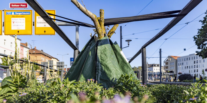 ein abgeschnittener Baum steht in einem Wassersack