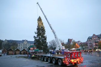 Tieflader, Kran und Baum