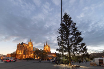 Tannenbaum und hoher Kran vor Dom-Silhouette im Abendlicht