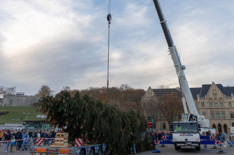 großer Baum auf Tieflader, hoher Kran